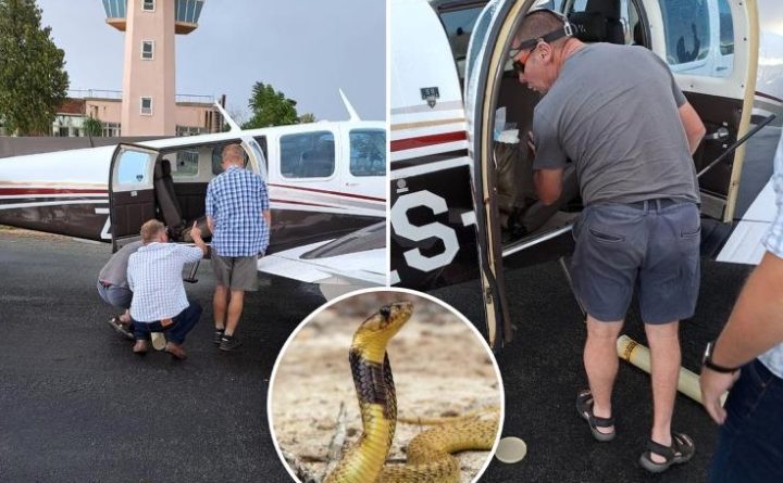 Cobra venenosa capelo faz avião aterrar de emergência 