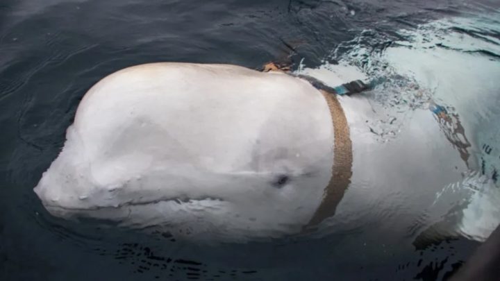 Baleia espiã da Rússia é detetada nos mares da Suécia