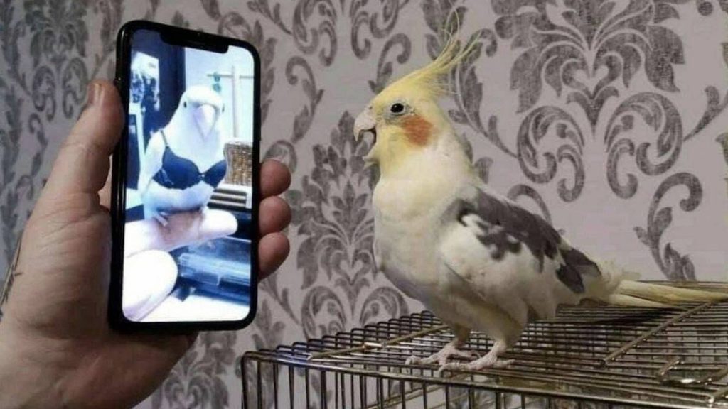 E Porque Hoje é Sexta