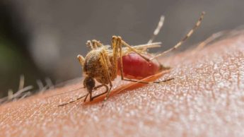 Mosquito causador da Malária