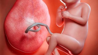 Placenta e bebé