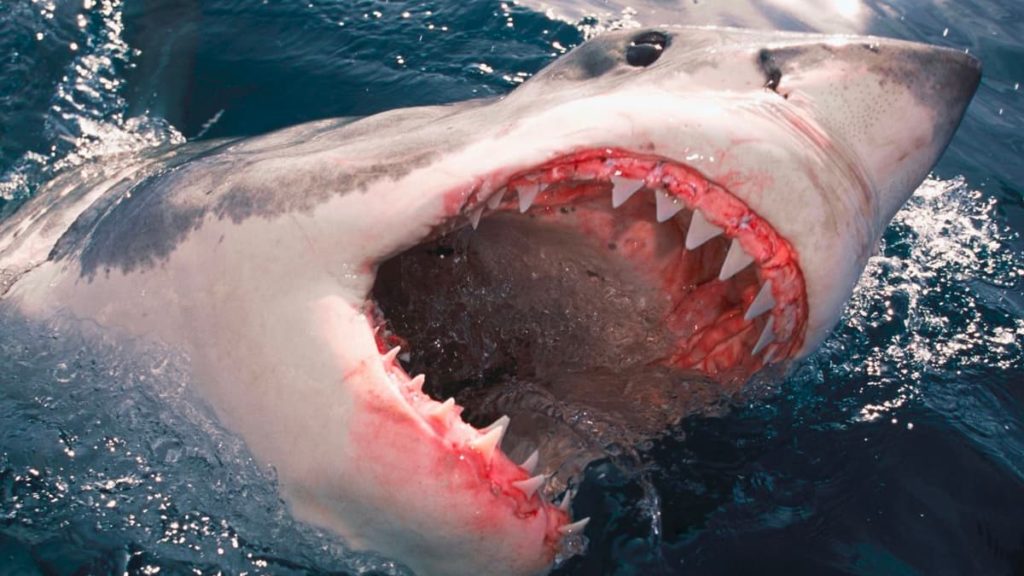 Cocaína despejada no mar ao largo da Florida está a deixar os tubarões doidos