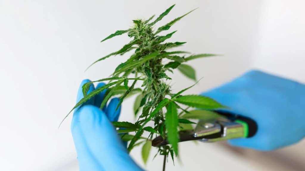 Alemanha poderá ser o segundo país da UE a legalizar a cannabis