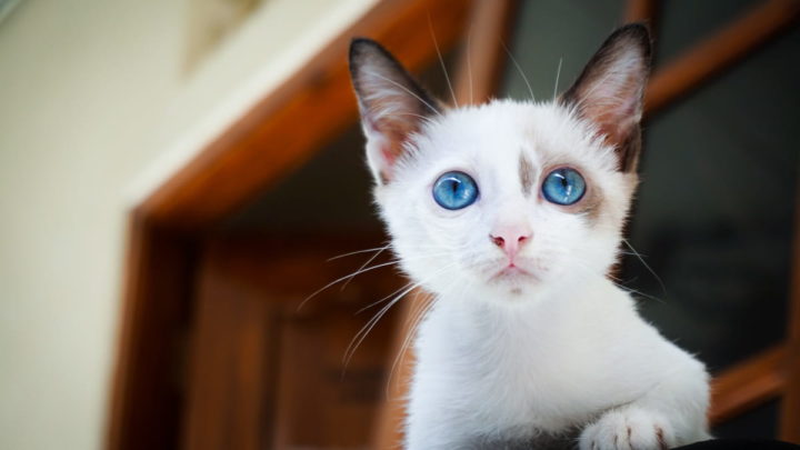 Olhos azuis gato