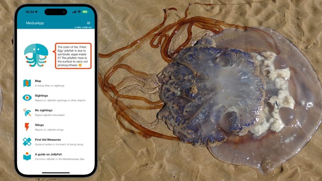 MedusApp ou o Waze das praias para identificar alforrecas