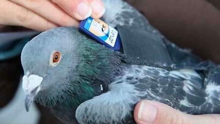 Ilustração de um pombo-correio com cartões SSD