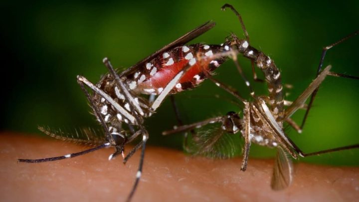 Espécie de mosquitos Aedes albopictus, que transmite os vírus do chikungunya, dengue e zika