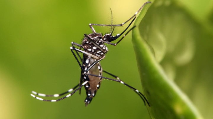 Espécie de mosquitos Aedes albopictus, que transmite os vírus do chikungunya, dengue e zika