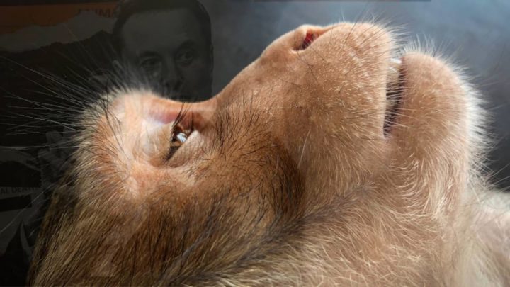 Ilustração de macaco implantado com o chip da Neuralink de Eon Musk