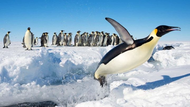 Pinguim imperador na Antártida