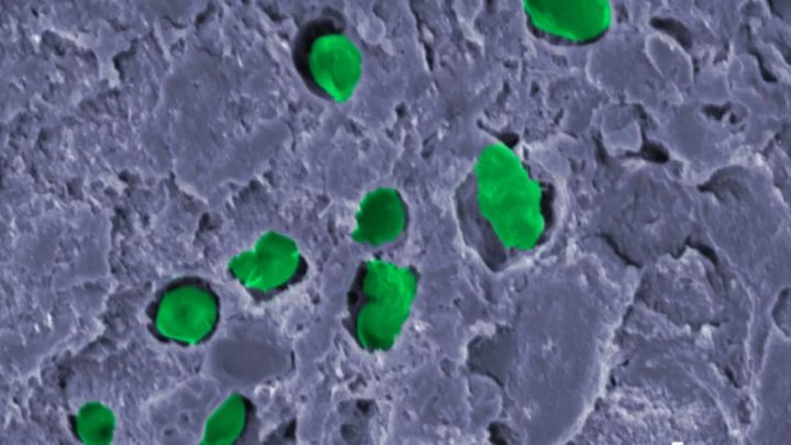 Imagem de bactéria que poderá produzir oxigénio em Marte incorporada numa tinta biológica