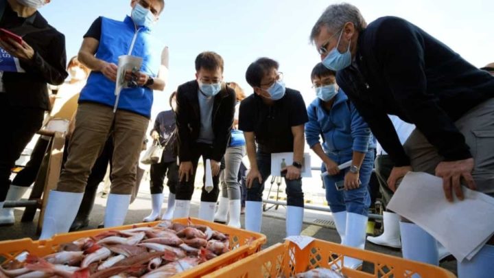 Peixe de Fukushima, a ser testado após a descarga de água da central nuclear