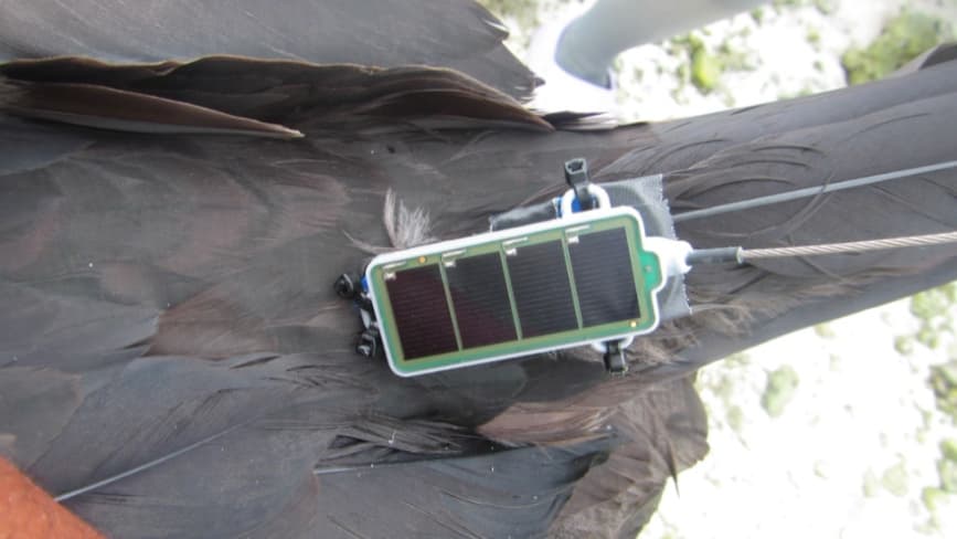 Pássaros com “mochilas às costas” para ajudar a estudar a atmosfera da Terra