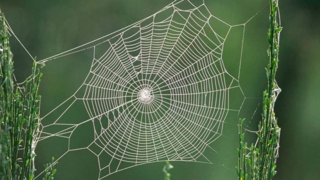 Cientistas traduziram teias de aranha em música e… o resultado é fenomenal