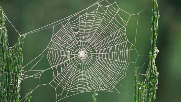 Imagem de teia de aranha que "dá música".