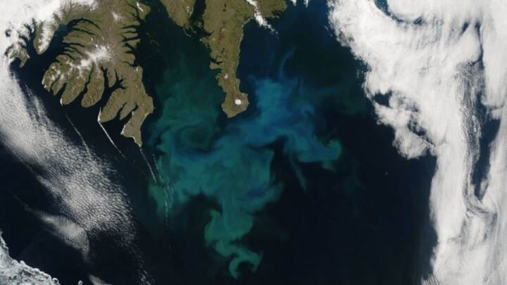 Fitoplâncton no oeste da Islândia; 24 de junho de 2010. Tirada pelo satélite Aqua da NASA. Fonte: NASA