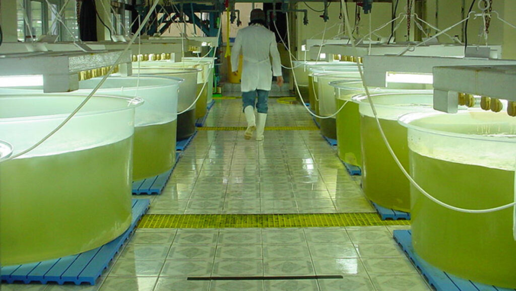 Calor dos GPUs aproveitado para criar algas que produzirão energia