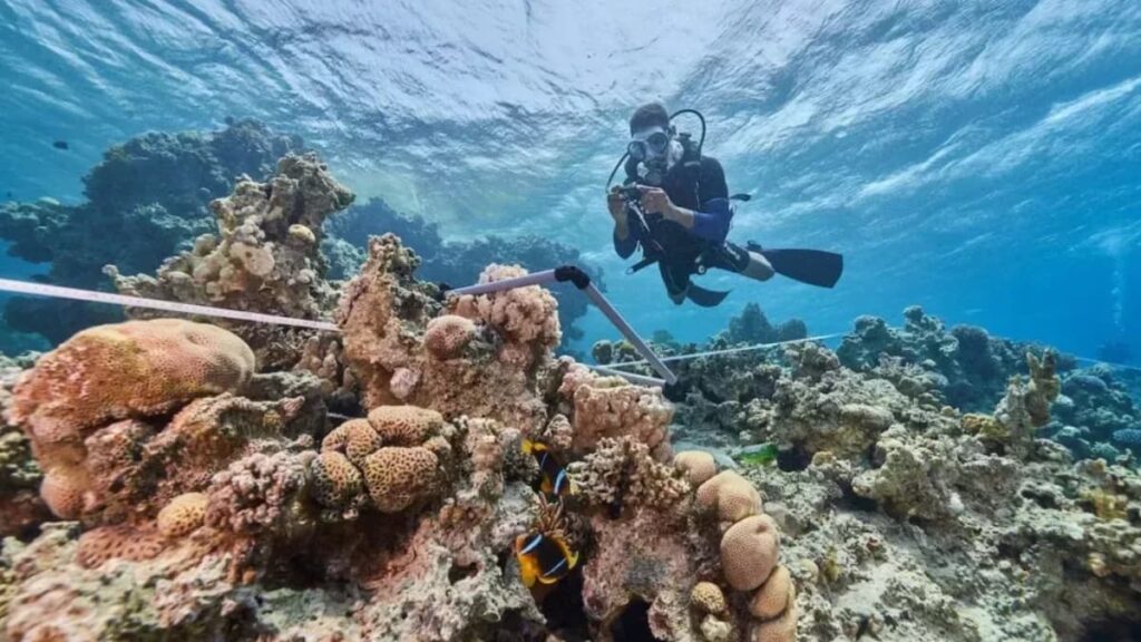 IA leva apenas alguns minutos a converter vídeos GoPro em mapas 3D de recifes de coral