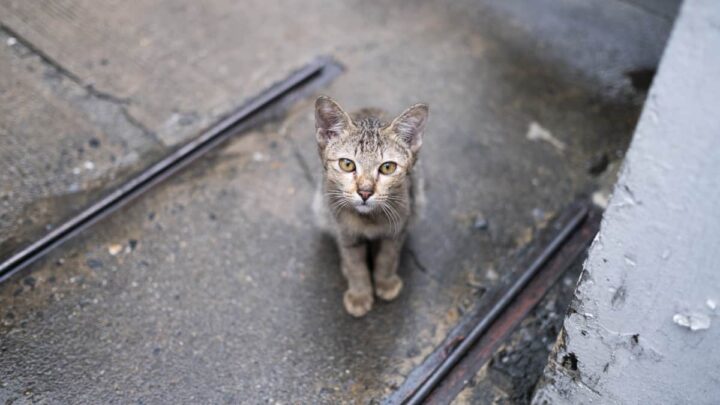 Un gato enciende las alarmas en Japón tras caer en un tanque de productos químicos