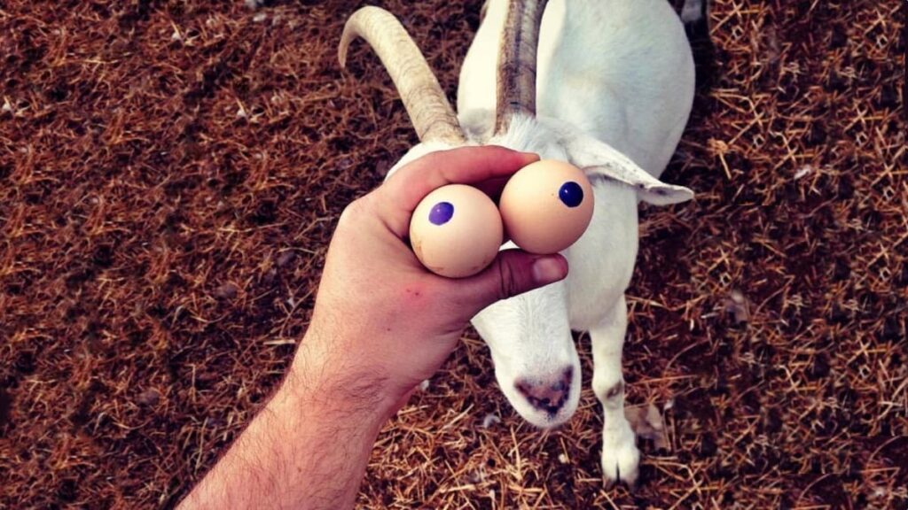 E Porque Hoje é Sexta