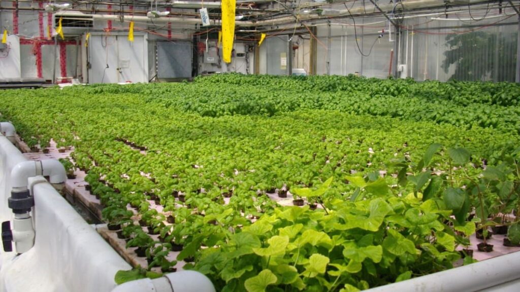 Será que vai ser possível cultivar em Marte? Este Rover vai descobrir