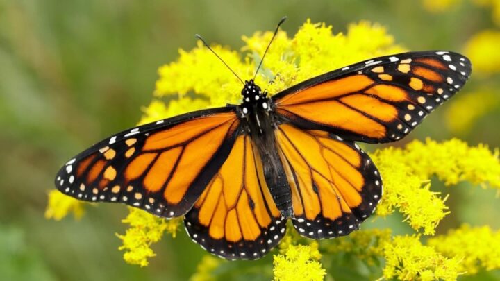 Borboleta, que usa carga elétrica para recolher o pólen sem tocar nas flores