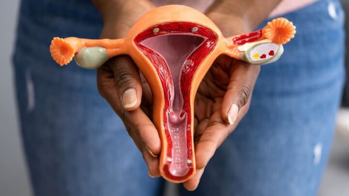 Illustrative image of the ovaries