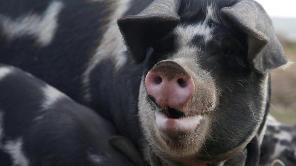 Oink Oink? Scientists use artificial intelligence to understand… pigs