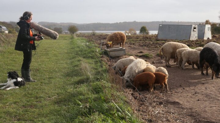 Illustration of using artificial intelligence to understand pigs