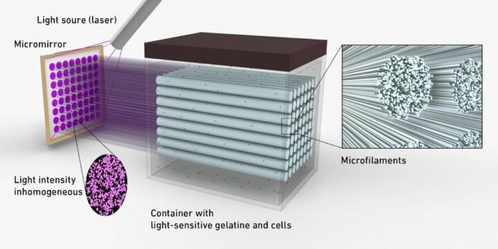 Os microfilamentos são criados, porque a luz laser não é homogénea. (Imagem: Liu H et al. Advanced Materials 2022, CC-BY 4.0)