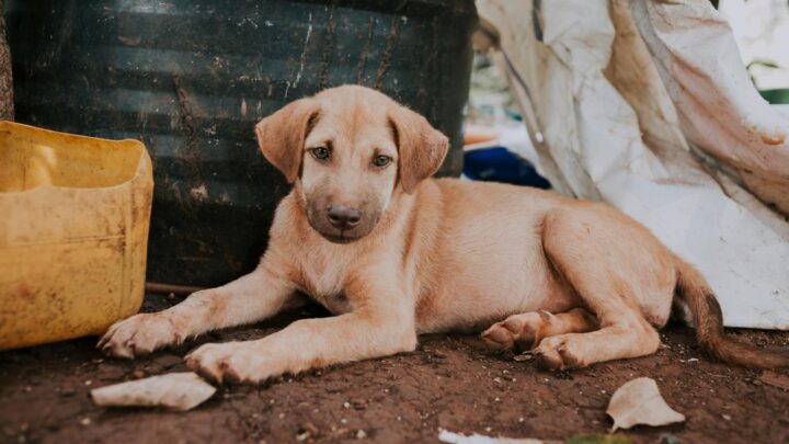 Atenção: burla com MB WAY para detentores de animais perdidos