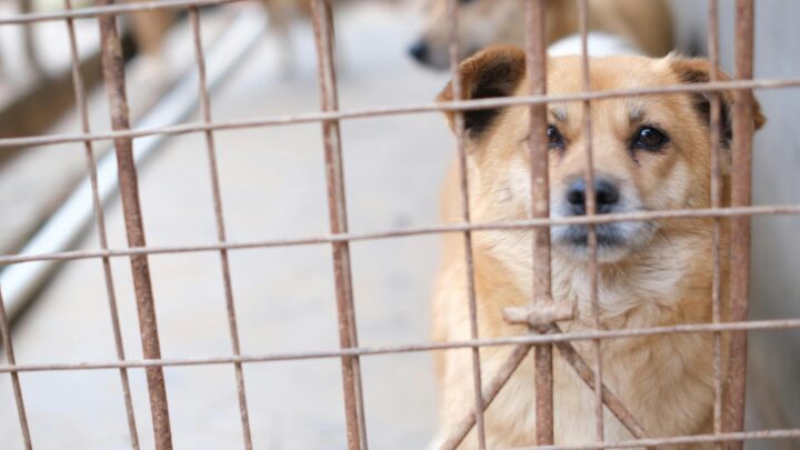 Atenção: burla com MB WAY para detentores de animais perdidos