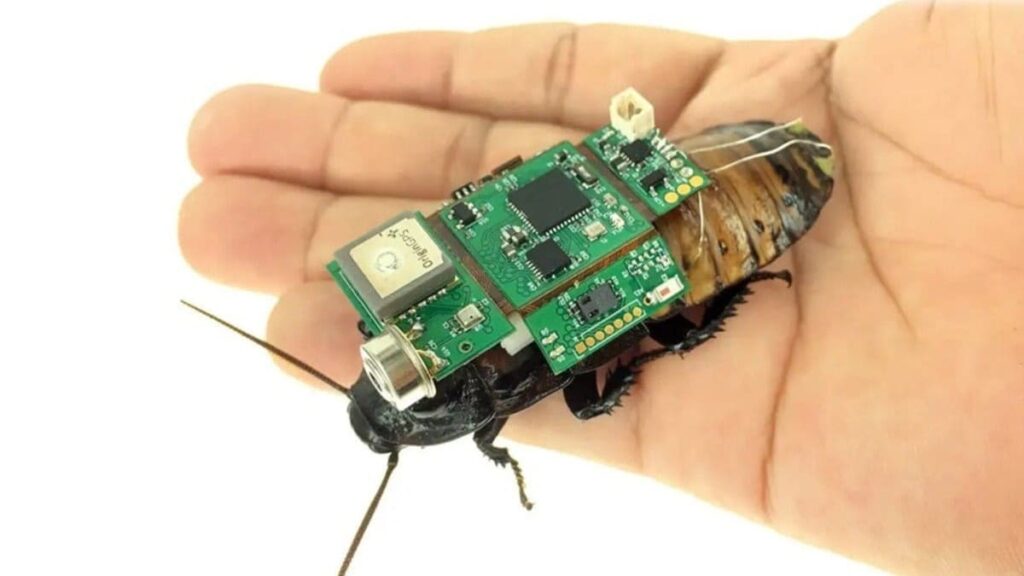 Investigadores descobriram uma forma de produzir baratas robóticas em massa. Para quê?