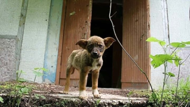 Cães de Chernobyl