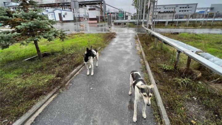 Cães de Chernobyl