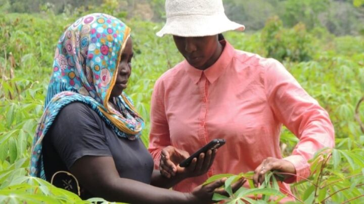 Agricultoras a utilizar uma app para avaliar culturas