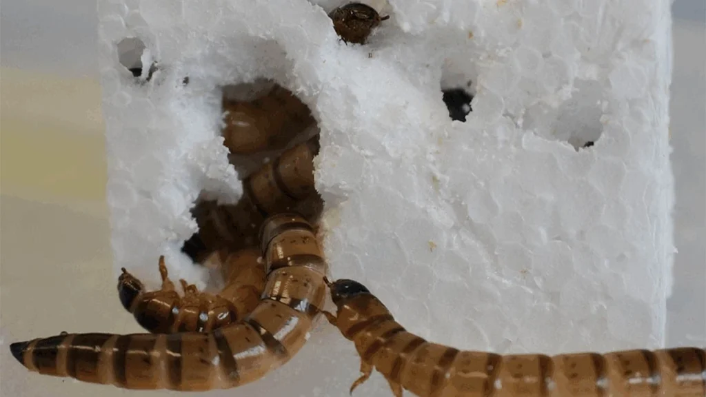 Investigação: vermes capazes de comer plástico afinal aumentam o problema