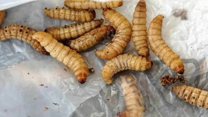 Imagem vermes capazes de comer plástico