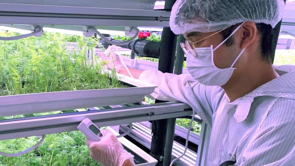 Comeria hortícolas que não viessem da terra? Como Singapura está a redefinir a agricultura