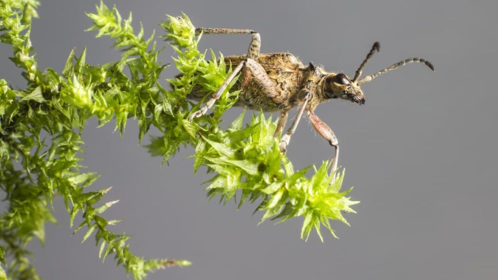 Mosquitos poderão ajudar a prever catástrofes naturais como sismos e tsunamis. Como?