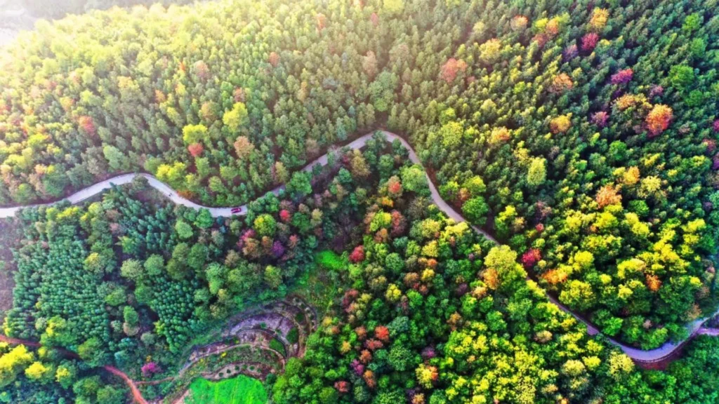 Sabe quantas árvores existem na China? Os chineses já as contaram com esta tecnologia