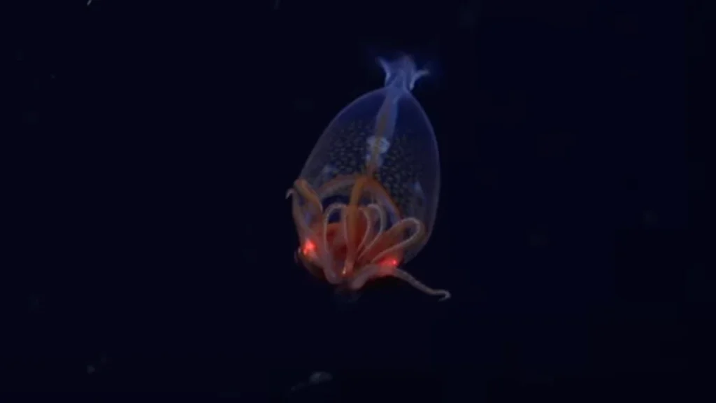 Primeiras imagens de uma lula colossal no seu habitat em águas profundas