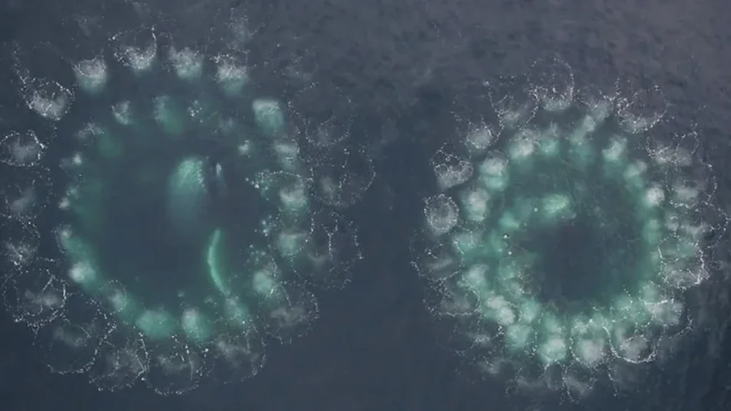 Investigadores estão a “conversar” com baleias para aprender a comunicar com extraterrestres