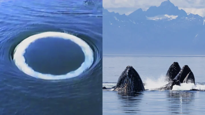 Imagem baleias jubarte a comunicar. Será com extraterrestres?