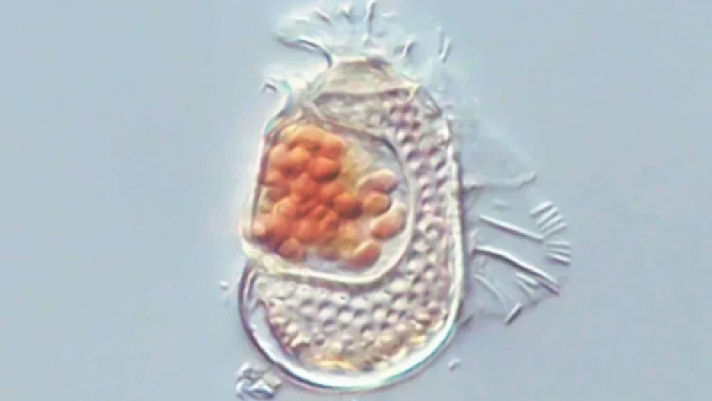Cientistas descobriram uma nova criatura que “nem está viva, nem morta”