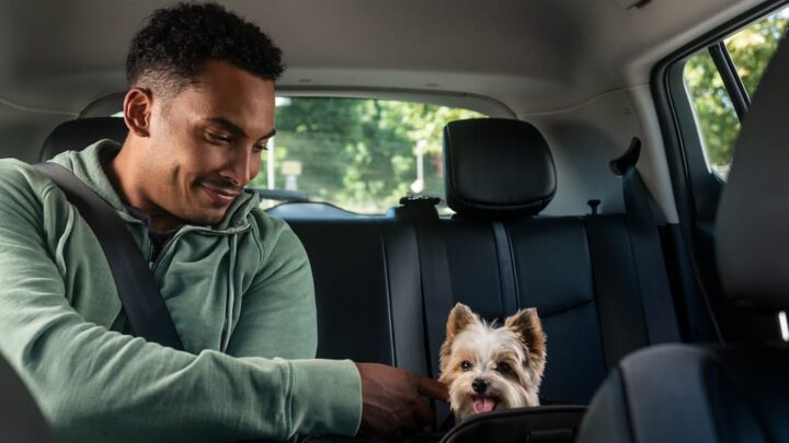 Atenção: pode transportar os seus animais de estimação no carro?
