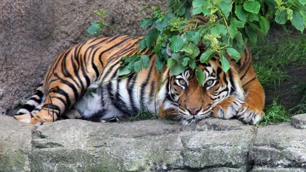 Zoo criticado após pedir que visitantes doassem os seus animais para alimentar os carnívoros