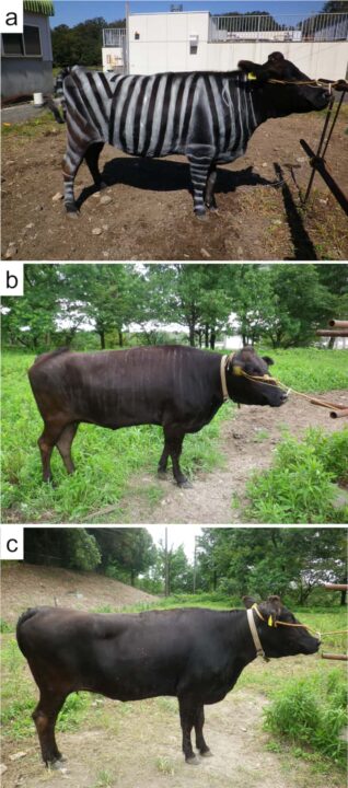 Exemplos de vacas experimentais com/sem riscas pintadas: (a) Gado às riscas a preto e branco; (b) Gado às riscas a preto; (c) Gado sem riscas. 
