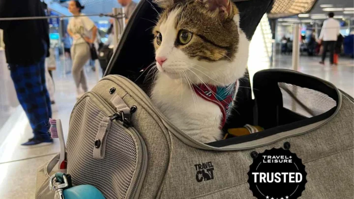 Ilustração de cães e gatos como bagagem no avião