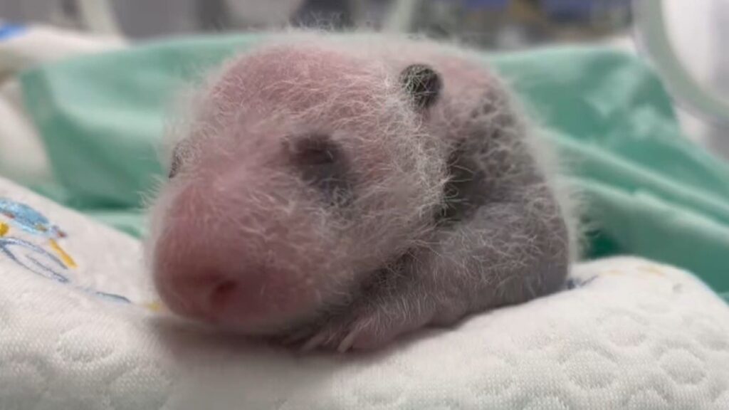 Parque na China conseguiu reproduzir artificialmente um panda-gigante